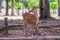 Nara - May 31, 2019: Deer in Nara deer park, Nara, Japan