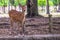 Nara - May 31, 2019: Deer in Nara deer park, Nara, Japan