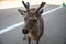 Nara, Nara Prefecture, Japan: Cute Sika Deer in Nara Park