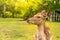 Nara wild deer