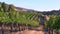 Naramata Bench Winery Vineyard Penticton British Columbia