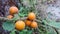 NARANJILLA FRUIT, SOLANUM QUITOENSE