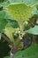 Naranjilla plant with flowers and fruits