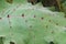 Naranjilla plant leaf with spines