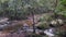 Narara Creek with trees and ferns on the banks.