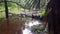 Narara Creek with trees and ferns on the banks