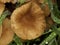 Naratakemodoki or Armillariella tabescens growing in colonies in the rain