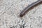 Narceus americanus is a large millipede of eastern North America. Common names include American giant millipede, worm millipede,