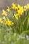 Narcis, Daffodil, Narcissus