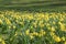 Narcis field yellow flowers