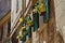 Narcis flower pots in windows in Palma Mallorca