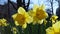 Narcis Flowers