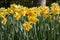 Narcis flowers in Keukenhof garden Netherlands