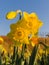 Narcissi blend in full flower with a blue sky background