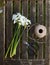 Narcissi stems on wooden bench with twine and scissors