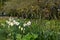 Narcissi and Tulips, Hidcote Gardens, Gloucestershire, England, UK