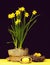Narcissi in yellow colour growing in pot wrapped with sackcloth