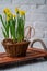 Narcissists stand on a wooden tray with handles from a beige. Spring daffodils stand in a woven basket on a white background.