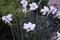 Narcissus Actaea with oure white flowers