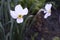 Narcissus Actaea with oure white flowers