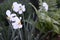 Narcissus Actaea with oure white flowers