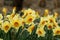 Narcissus Altruist blossoms in the garden in spring