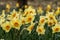 Narcissus Altruist (Narcissus poeticus) blossoms in the garden in spring