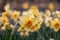 Narcissus Altruist (Narcissus poeticus) blossoms in the garden in spring