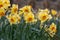 Narcissus Altruist (Narcissus poeticus) blossoms in the garden in spring