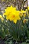 Narcissus,  Amarylli daeceae.  flowers in spring