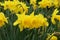 Narcissus Amaryllidaceae `golden harvest` variety,