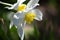 Narcissus in approach. A yellow crown with the white edge.