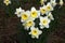 Narcissus - Beautiful spring flowers blooming in the garden