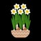 Narcissus bloom in a ceramic pot. Black background.