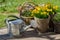 Narcissus bloom in flowerpot on wooden terrace next to galvanize