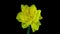 Narcissus. Blooming of beautiful yellow flowers on black background, Daffodil. Timelapse. 4K. wedding background