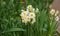 Narcissus blooming in garden