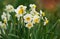 Narcissus blooming in garden