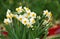 Narcissus blooming in garden