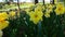 Narcissus Blooming yellow daffodil sunny spring day Bright blossoming blooming