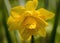 Narcissus. Blooming yellow narcissus with geen leaves growing in the garden.