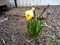 The narcissus blooms lonely near the fence well, very lonely