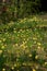 Narcissus blossom in the garden