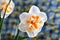 Narcissus on blue background