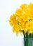 Narcissus Bouquet