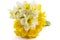 Narcissus bouquet