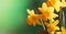 Narcissus bouquet close up, blur nature background, copy space, banner