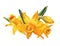 Narcissus bouquet watercolour