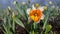 Narcissus close up. Beautiful flower white orange petals stamens green leaves