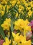 Narcissus. Close-up of many delicate vibrant yellow daffodil flowers.